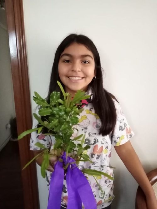 Domingo de Ramos en casa