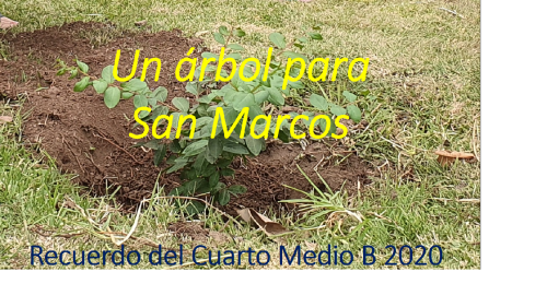 Cuarto Medio B 2020 planta un árbol en el Colegio