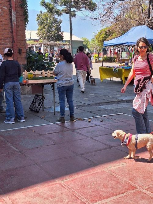 Día  de  las Mascotas